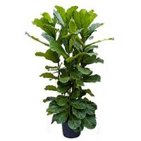 Ficus lyrata 4pp hydrocultuur plant - thumbnail
