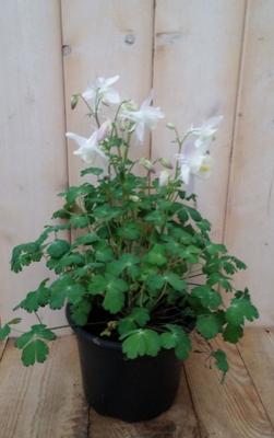 3 stuks! Akelei wit Aquilegia Warentuin Natuurlijk - Warentuin natuurlijk