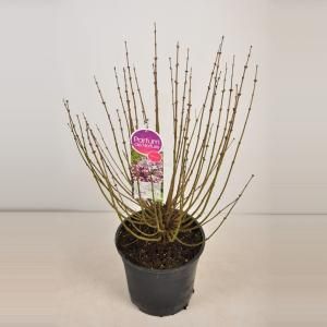 Dwergsering (syringa meyeri "Palibin") - 40-60 cm - 1 stuks