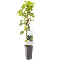Ribes nigrum Titania (zwarte bes) fruitplant Fruithof - Fruithof