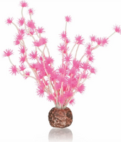 Bonsai bal roze Oase - biOrb