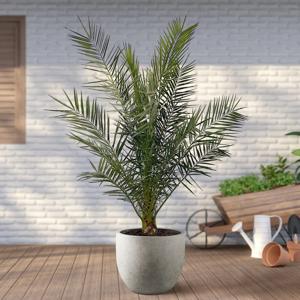 Phoenix Canariensis - Dadelpalm - P26