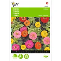 Zinnia Lilliput gemengd Zinnia Lilliput gemengd