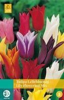 Tulipa Leliebloemig mix 5 bollen - JUB