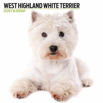 West Highland White Terrier Modern Kalender 2026