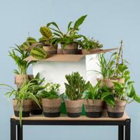 Groene Kneusjesbox (12 stuks) - incl. 12 x pot Lissabon zwart