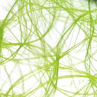 Vaessen Creative • sizoweb 5mx30cm in koker limoen