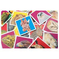 Tactic wildlife memo Tactic wildlife memo