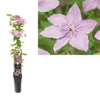 Klimplant Clematis Hagley Hybrid  - Roze Bosrank - thumbnail