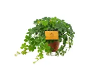 Eden Collection - Parthenocissus Striata Vein