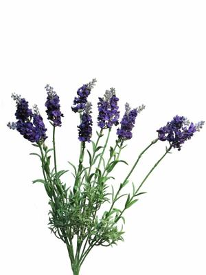 Lavendula Lablusa donker blue 40cm