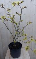 Toverhazelaar mix 60 cm Geel Hamamelis Warentuin Natuurlijk - Warentuin natuurlijk