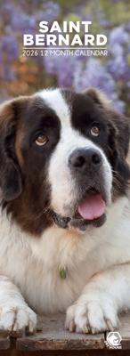 Sint Bernard Slimline Kalender 2026
