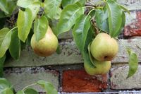Leipeerboom &apos;Doyenne du Comice&apos;