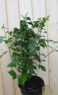 Hibiscus struik Blauw 40 cm - Warentuin natuurlijk