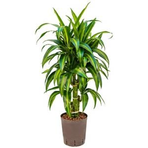 Dracaena hawaiian sunshine vertakt S hydrocultuur plant