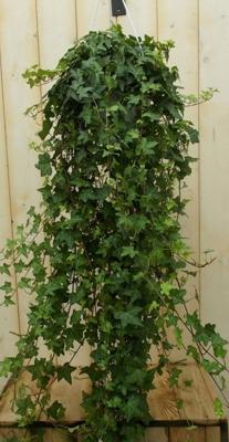 Hang klimop 100 cm - Warentuin natuurlijk