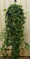 Hang klimop 100 cm - Warentuin natuurlijk