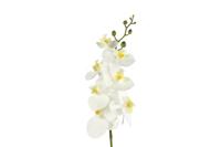 Kunstbloem Phalaenopsis wit - Countryfield