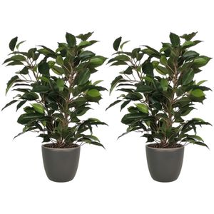 2x stuks groene ficus kunstplant 40 cm met plantenpot mat antraciet grijs D13.5 en H12.5 cm