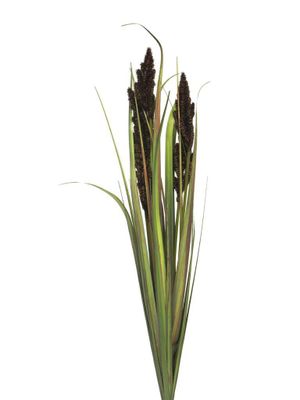 Cortaderia Monica bush purple 89cm