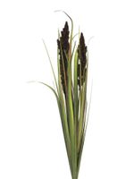 Cortaderia Monica bush purple 89cm