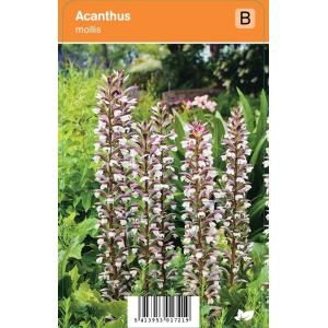 Akant (acanthus mollis) zomerbloeier - 12 stuks
