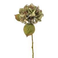 Hydrangea