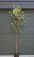 Steeneik Quercus ilex h 325 cm st. omtrek 11 cm st. h 180 cm - Warentuin Natuurlijk