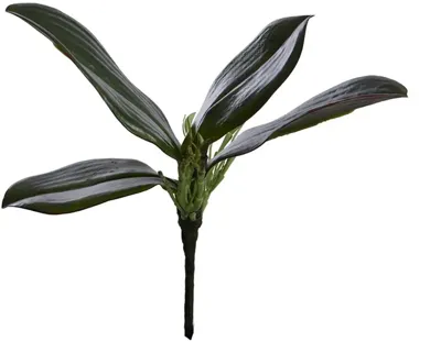 Pure Royal kunstplant orchidee 23cm groen