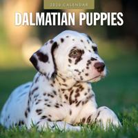 Dalmatier Puppies Kalender 2026