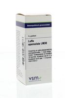 Luffa operculata LM30