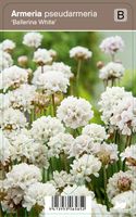 Vips Armeria pseudarmeria Ballerina White - Engels gras Vips Armeria pseudarmeria Ballerina White - Engels gras