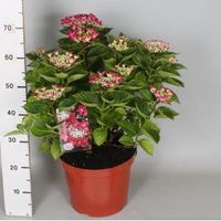 Hydrangea Macrophylla Classic® "Lady In Red"® schermhortensia - 50-60 cm - 1 stuks