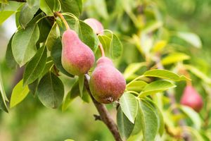 Hoogstam dikke Perenboom