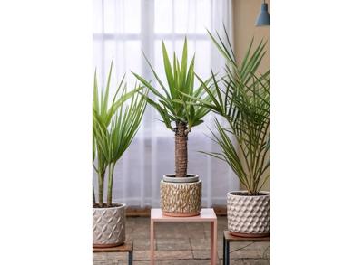 Indoorpalm - mix of 3