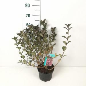 Weigela Florida struik Foliis Purpureis - 40 - 50 cm - 7 stuks