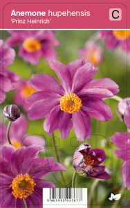 Vips Anemone hupehensis Prinz Heinrich - Japanse anemoon