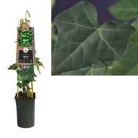 Klimplant Hedera hibernica 75 cm Atlantische klimop Van der Starre - Van der starre