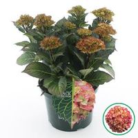 Hydrangea Macrophylla "Black Diamond® Red Angel"® boerenhortensia - 30-40 cm - 1 stuks - thumbnail