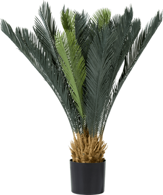 Cycas revoluta 90cm