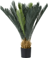 Cycas revoluta 90cm