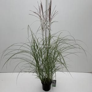 Prachtriet (Miscanthus sinensis "Kleine Silberspinne") siergras - In 3 liter pot - 1 stuks