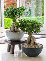 Ficus Ginseng Bonsai in Luxe Fiona bowl pot