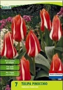 Tulp