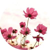 Fotobehang - Pink Kosmeen 140x140cm rond - Vliesbehang - thumbnail