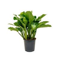 Aglaonema freedman M kamerplant - thumbnail