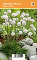 Vips Armeria maritima Abbey White - Engels gras