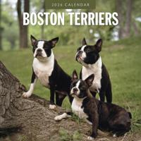 Boston Terrier Kalender 2026