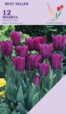 Tulp negrita 12 bollen